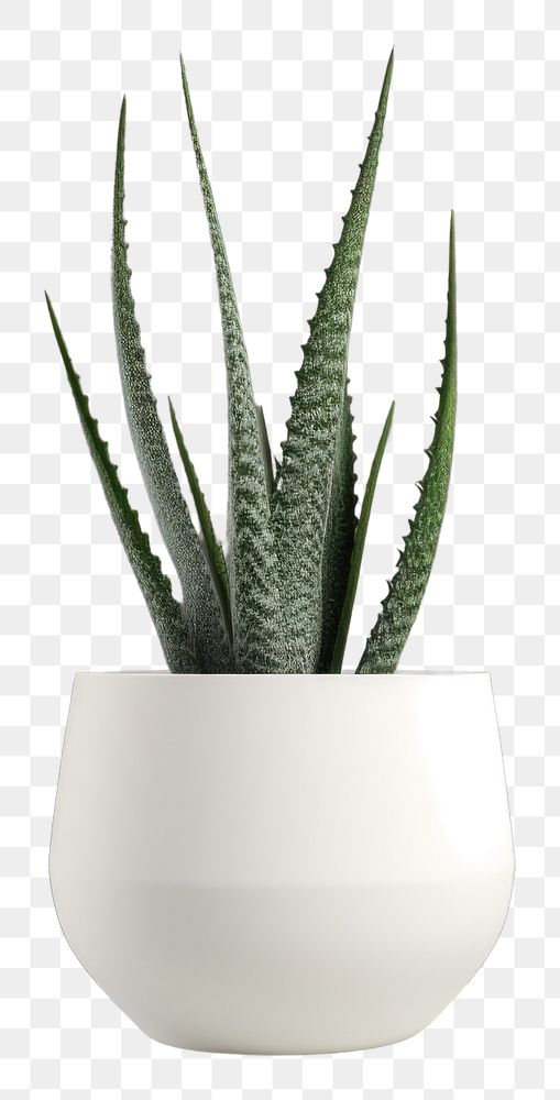 PNG  Aloe vera houseplant vase decoration flowerpot. AI generated Image by rawpixel.