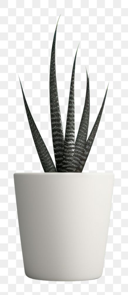 PNG  Aloe vera houseplant vase flowerpot planter. AI generated Image by rawpixel.