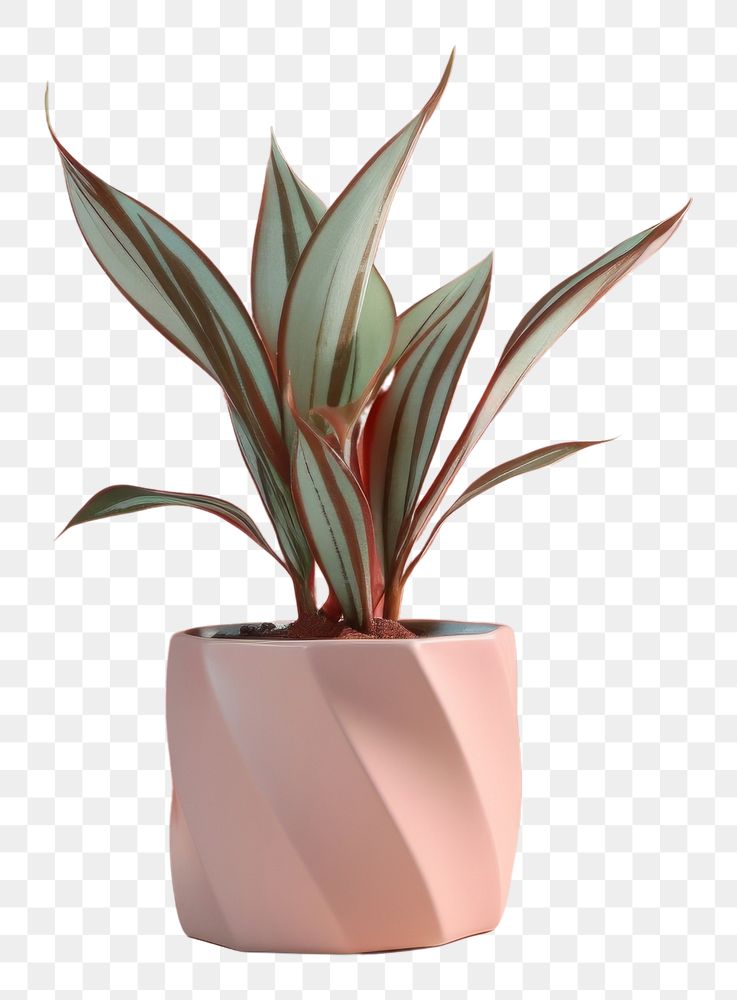 PNG  Houseplant vase floristry flowerpot. AI generated Image by rawpixel.