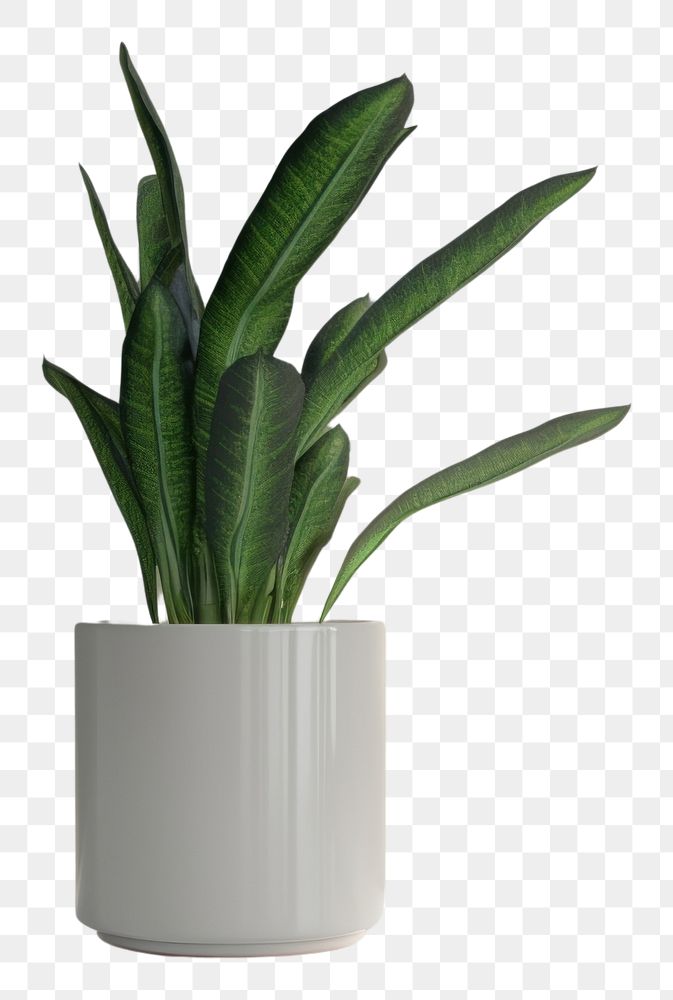 PNG  Houseplant vase flowerpot floristry. 