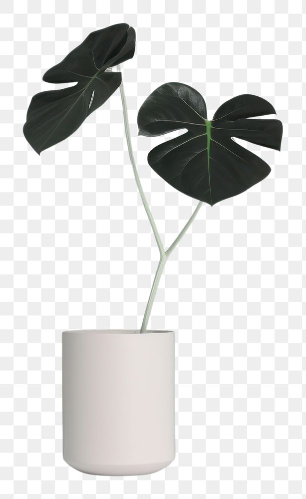 PNG  Houseplant leaf vase flowerpot. AI generated Image by rawpixel.