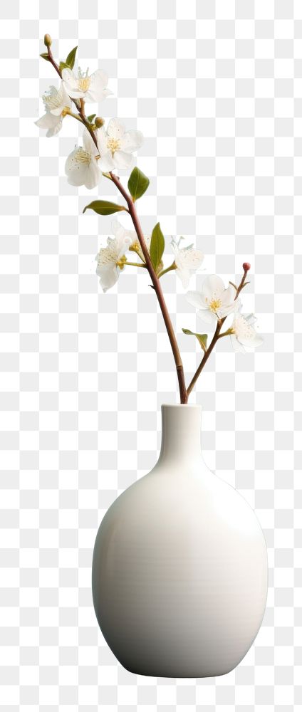 PNG  Blossom vase flower plant.