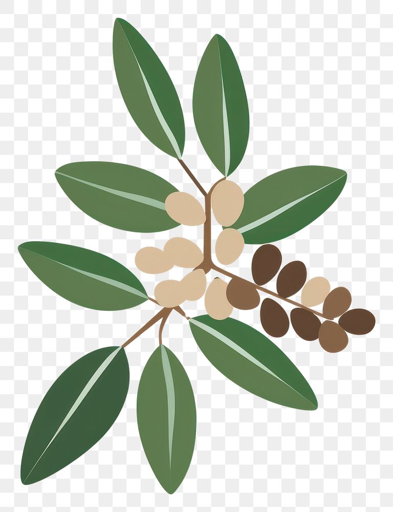 PNG  Illustration of a simple coffee plant leaf freshness blossom.