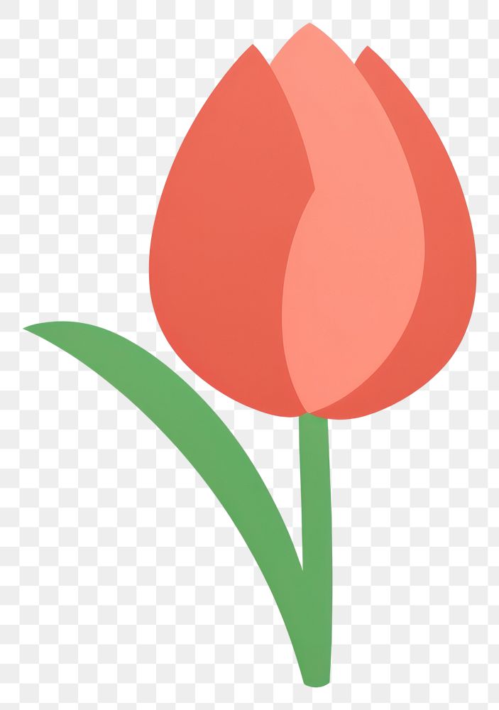 PNG  Illustration of a simple tulip flower plant inflorescence fragility.
