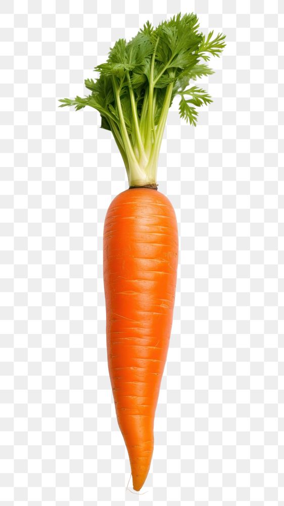 PNG Fresh one Carrot carrot vegetable plant