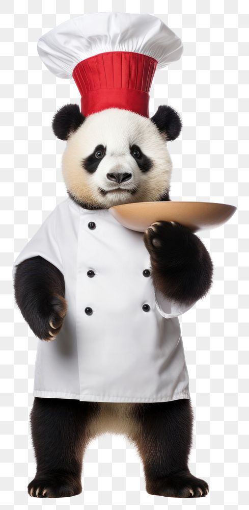 PNG  Panda animal chef bear.