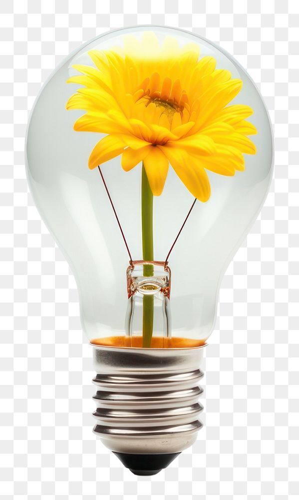 PNG Light bulb lightbulb flower white background.