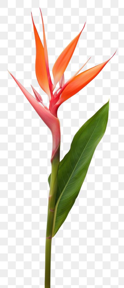 PNG Heliconia flower plant petal.