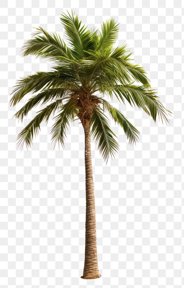 PNG Palm tree plant white background tranquility.