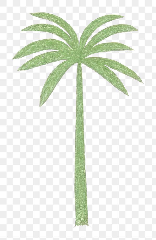 PNG  Coconut palm tree drawing plant leaf.