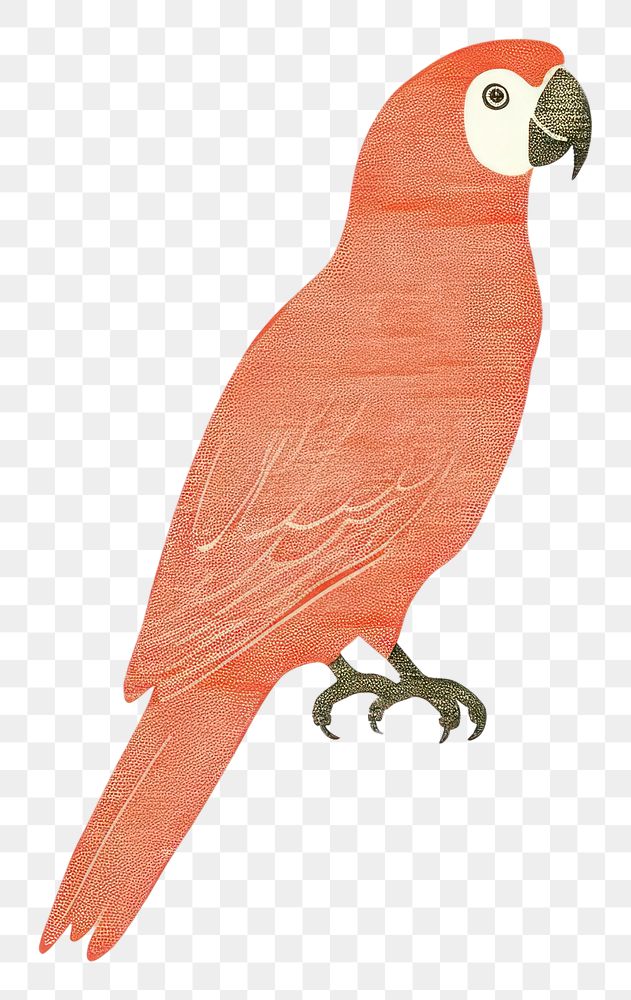 PNG  Parrot drawing animal bird.