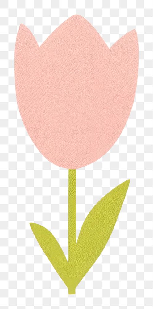 PNG  Pink tulip drawing flower petal.