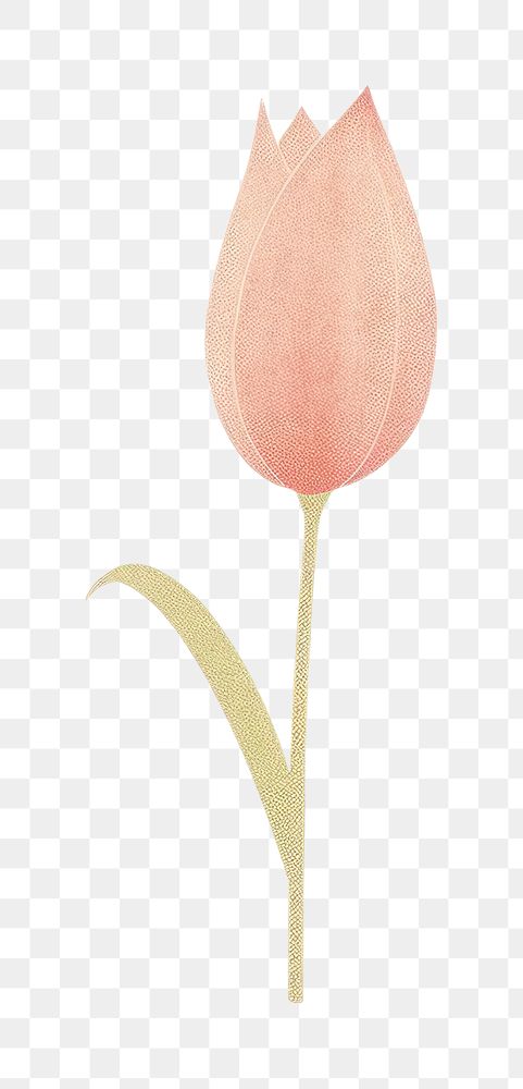 PNG  Pink tulip flower petal plant.