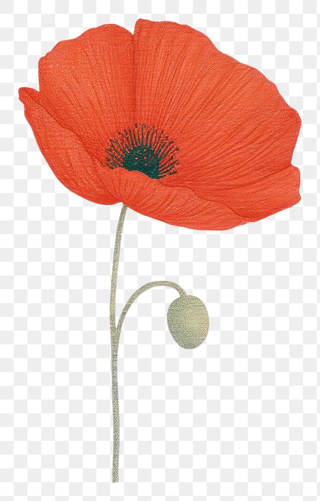PNG  Red poppy flower plant white background inflorescence.