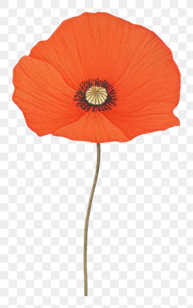 PNG  Red poppy flower petal plant white background.