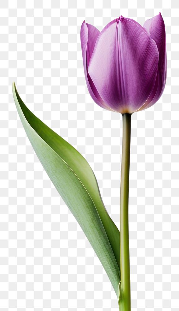 PNG Tulip flower blossom purple plant.