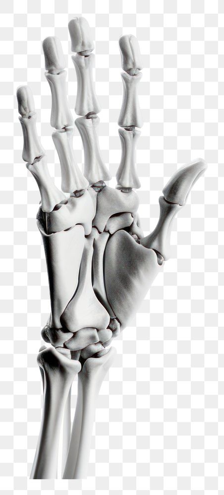 PNG Skeleton hand white background monochrome fracture.