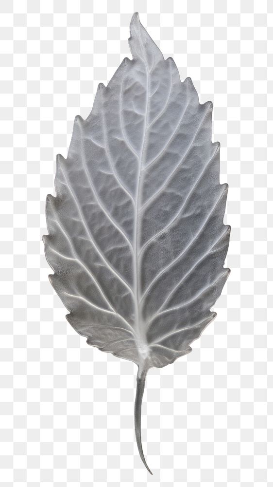 PNG Plant leaf ice vegetable.