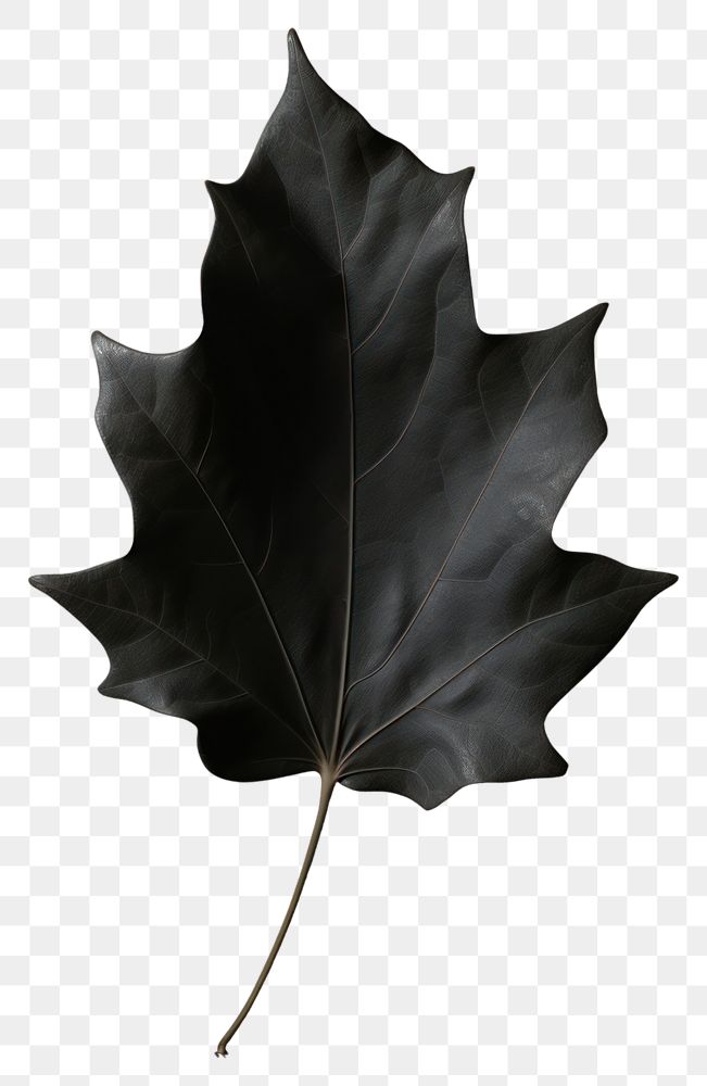 PNG  Leaf plant black tree.