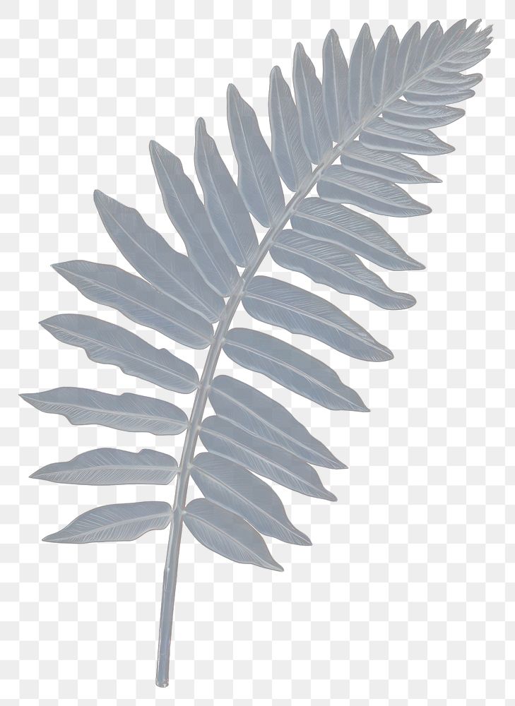PNG Plant leaf fern pattern.