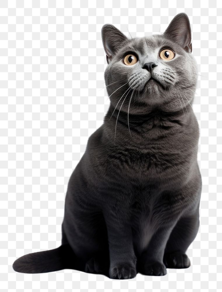 PNG Cat looking up animal mammal gray. AI generated Image by rawpixel.