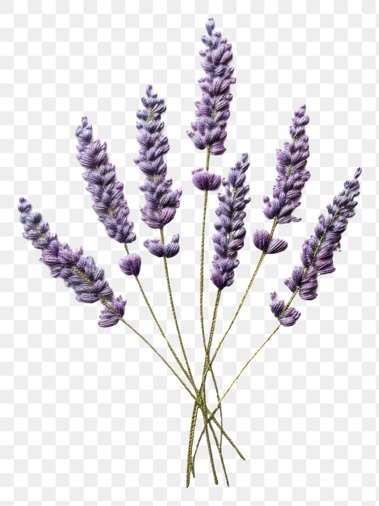 PNG A lavender in embroidery style flower plant inflorescence.