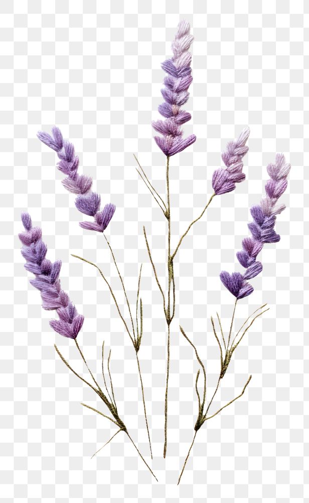 PNG A lavender in embroidery style flower purple plant.
