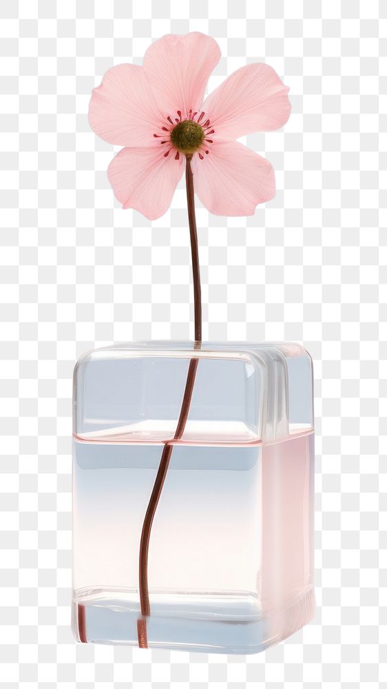 PNG Flower plant petal glass.