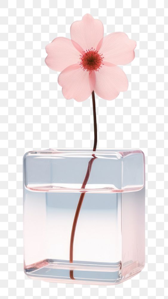 PNG Flower petal plant glass.