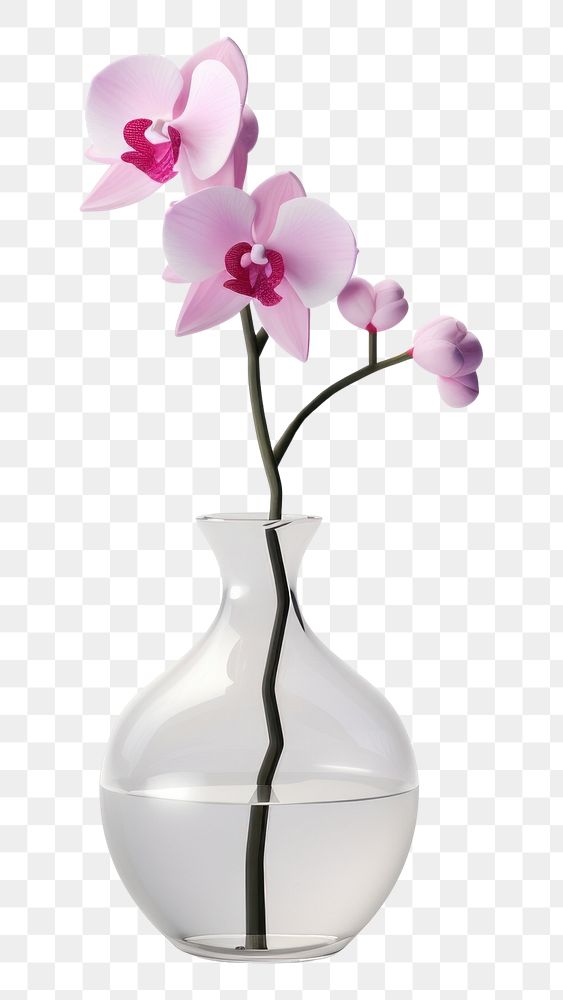 PNG Orchid flower transparent plant glass.