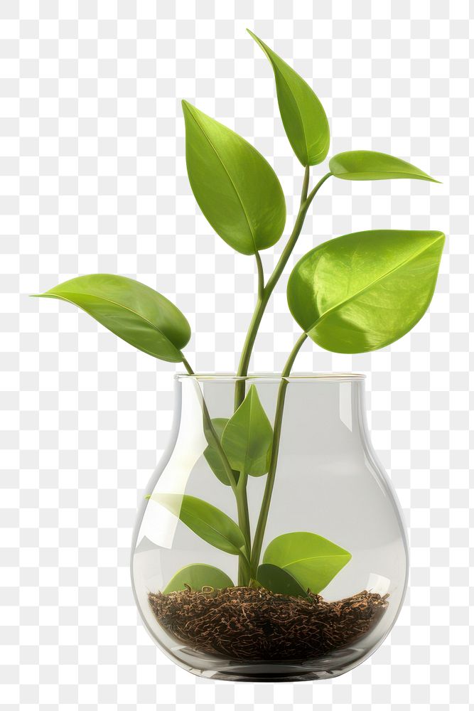 PNG Sprout leaf growing up transparent glass plant.