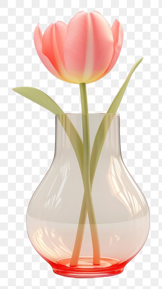 PNG Tulip flower plant glass vase.