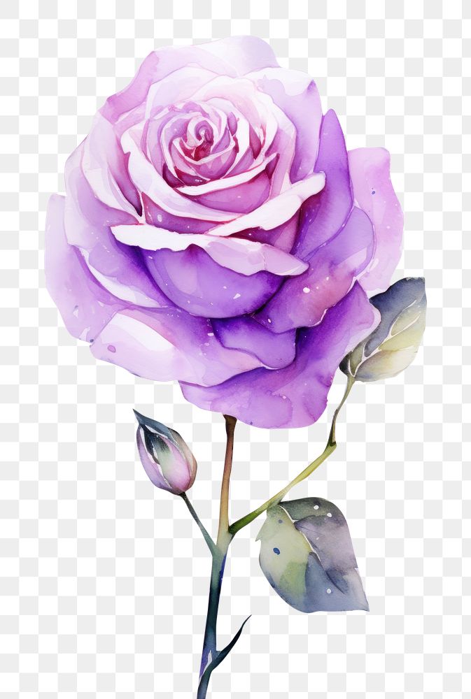 PNG Rose painting flower purple. AI generated Image by rawpixel.