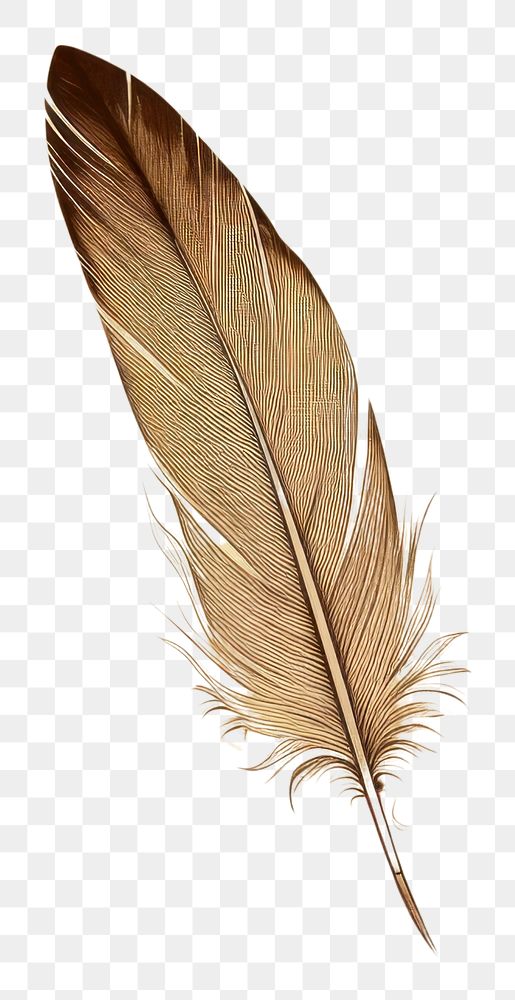 PNG Old paper with sketch of feather backgrounds lightweight weathered