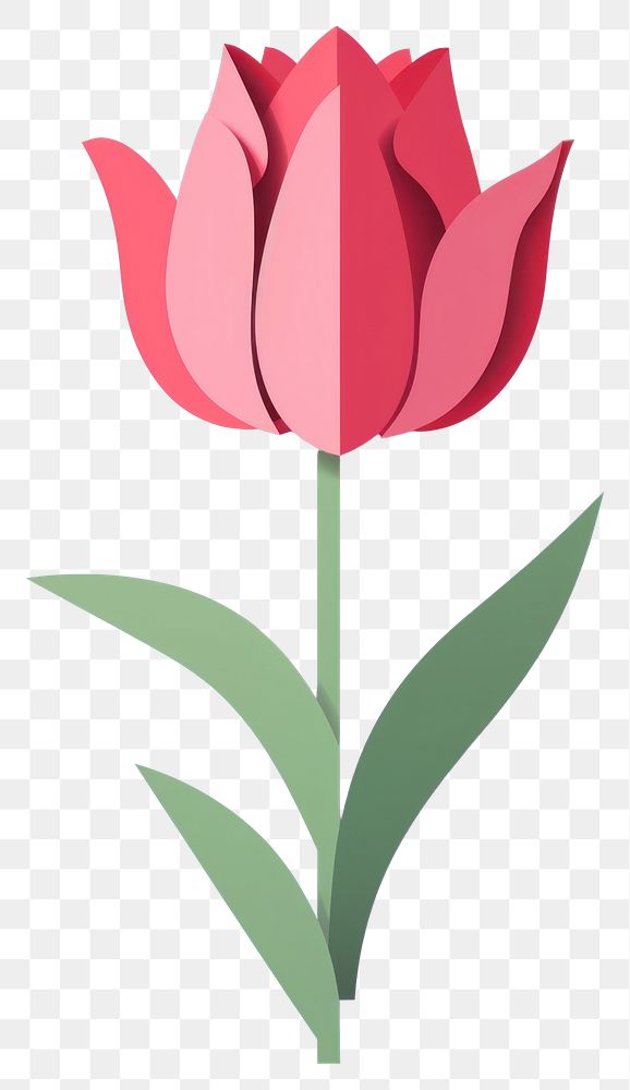 PNG Paper cutout of a Tulip flower tulip plant inflorescence.