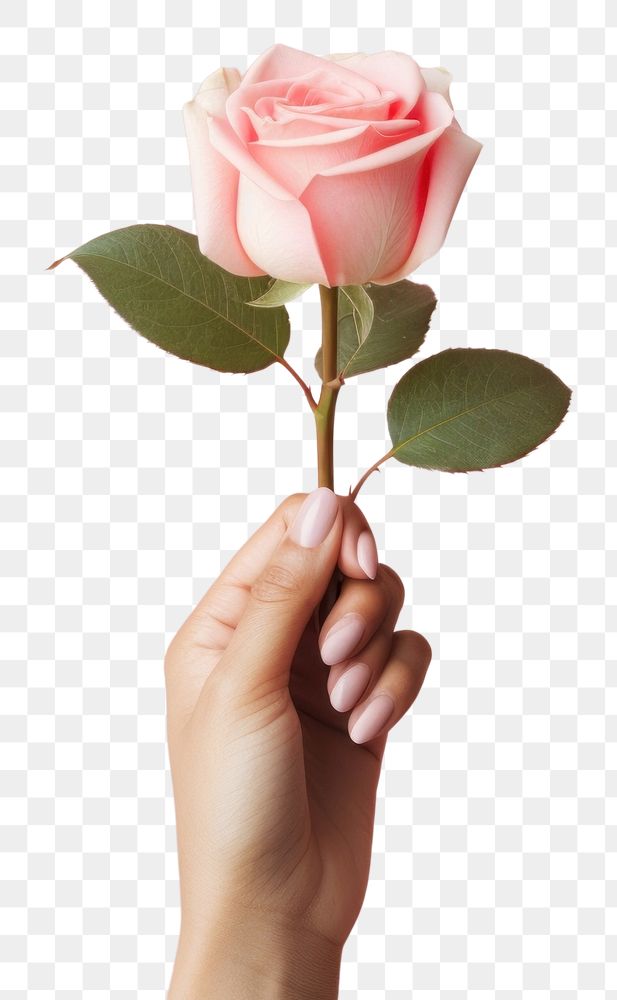 PNG  Hands holding rose flower plant inflorescence. AI generated Image by rawpixel.