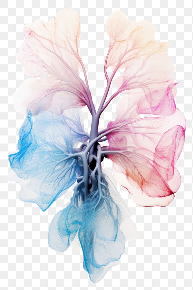 PNG Lung flower graphics petal.