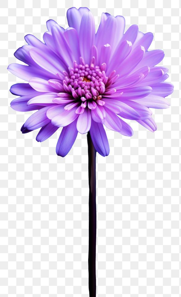 PNG Minimal close up photo of a Aster purple flower blossom petal plant. AI generated Image by rawpixel.