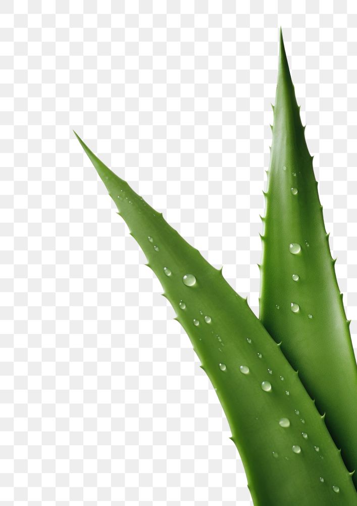 PNG A aloe vera leave backgrounds plant xanthorrhoeaceae. AI generated Image by rawpixel.