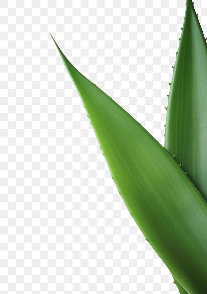 PNG A aloe vera leave backgrounds plant leaf. AI generated Image by rawpixel.