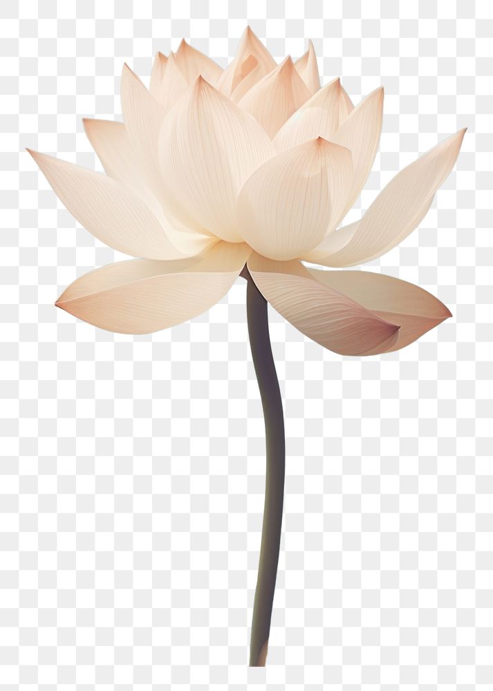PNG Lotus flower blossom petal plant.