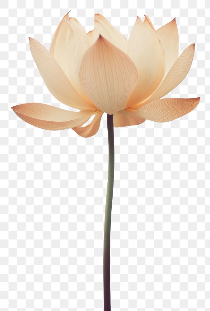PNG Lotus flower blossom petal plant.