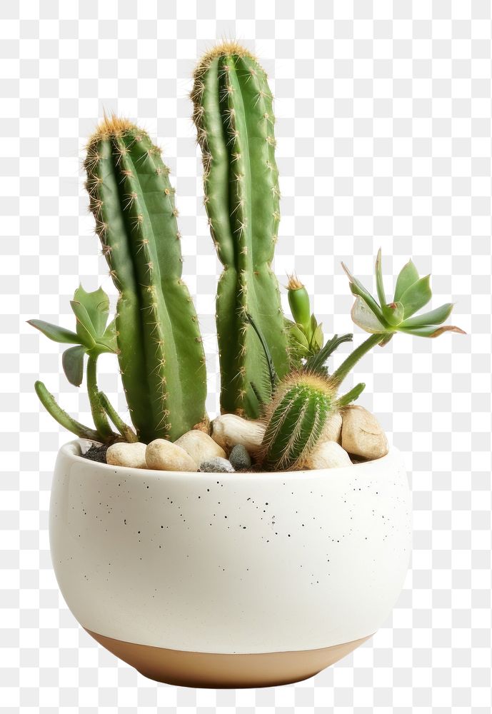 PNG  Moon cactus pot plant white background houseplant. AI generated Image by rawpixel.