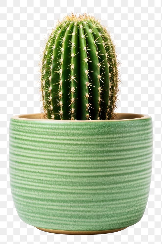 PNG  Cactus pot pottery plant bowl. AI generated Image by rawpixel.