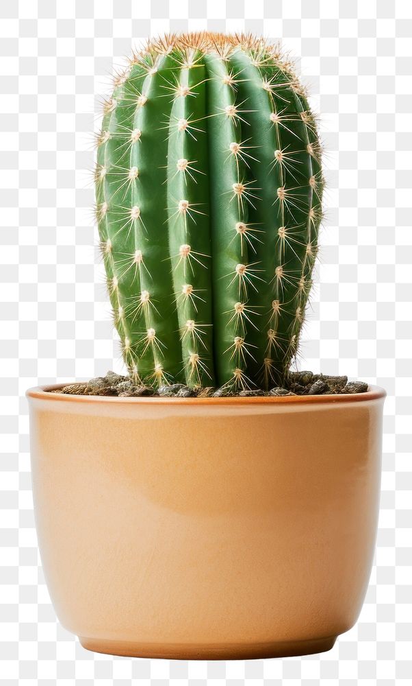 PNG  Cactus pot plant white background houseplant. AI generated Image by rawpixel.
