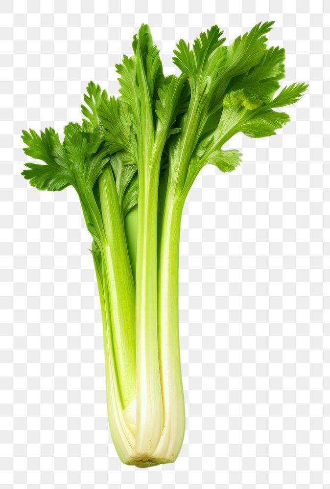 PNG Celery plant herbs food.