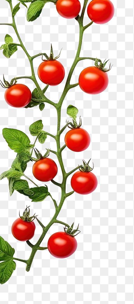 PNG Cherry tomato border vegetable fruit plant.