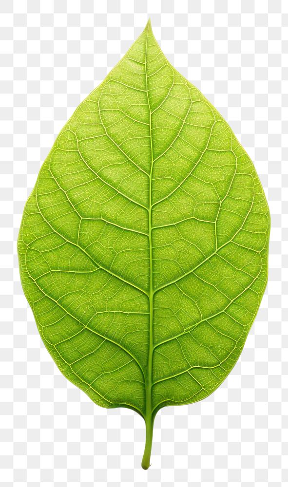 PNG Human foot leaf plant green.