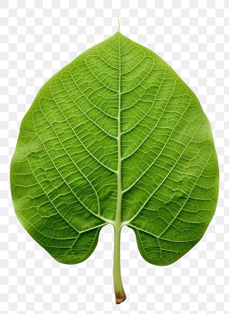 PNG Human foot leaf plant green.