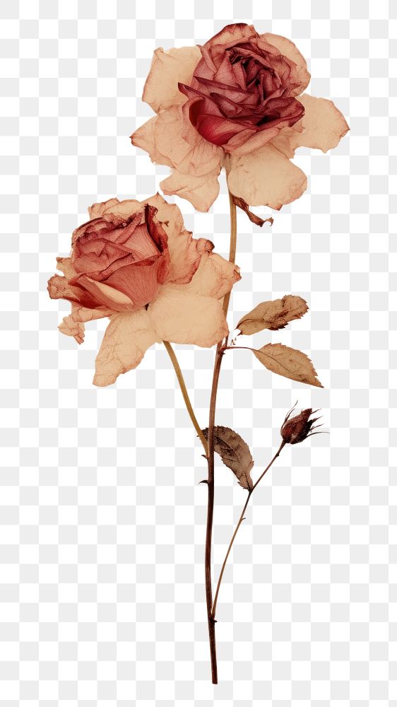 PNG Real pressed rose flowers painting petal plant. AI generated Image by rawpixel.